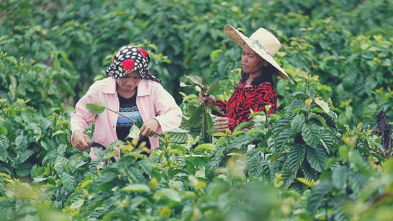 bos coffeechella cebu - Tuburan farmers - ching sadaya